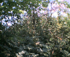thumbs/23042005015.png
