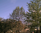 thumbs/27042005006.png