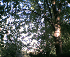thumbs/29042005002.png