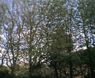 thumbs/29042005008.png