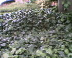 thumbs/04052005004.png