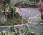 thumbs/06052005012.png
