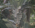 thumbs/08052005b010.png