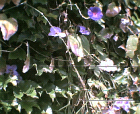 thumbs/08052005d012.png