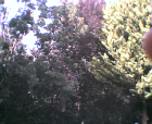 thumbs/08052005e001.png
