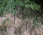 thumbs/12052005007.png