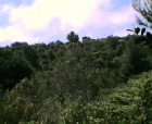 thumbs/12052005011.png