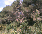 thumbs/12052005013.png