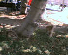 thumbs/12052005018.png