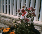 thumbs/12052005b007.png