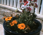 thumbs/12052005b008.png