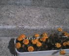 thumbs/12052005b009.png