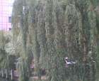 thumbs/26052005017.png