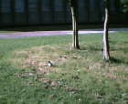 thumbs/29052005005.png