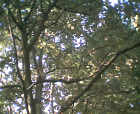 thumbs/28062005002.png