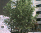thumbs/28062005020.png